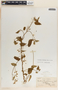 Cynanchum foetidum image