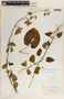 Cynanchum foetidum image