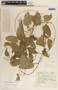 Cynanchum foetidum image
