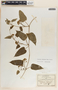 Cynanchum foetidum image