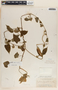 Cynanchum foetidum image