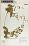 Cynanchum foetidum image