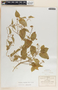 Cynanchum foetidum image