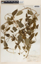 Cynanchum jaliscanum image