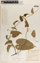 Cynanchum jaliscanum image