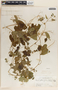 Cynanchum racemosum image