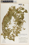 Cynanchum racemosum image