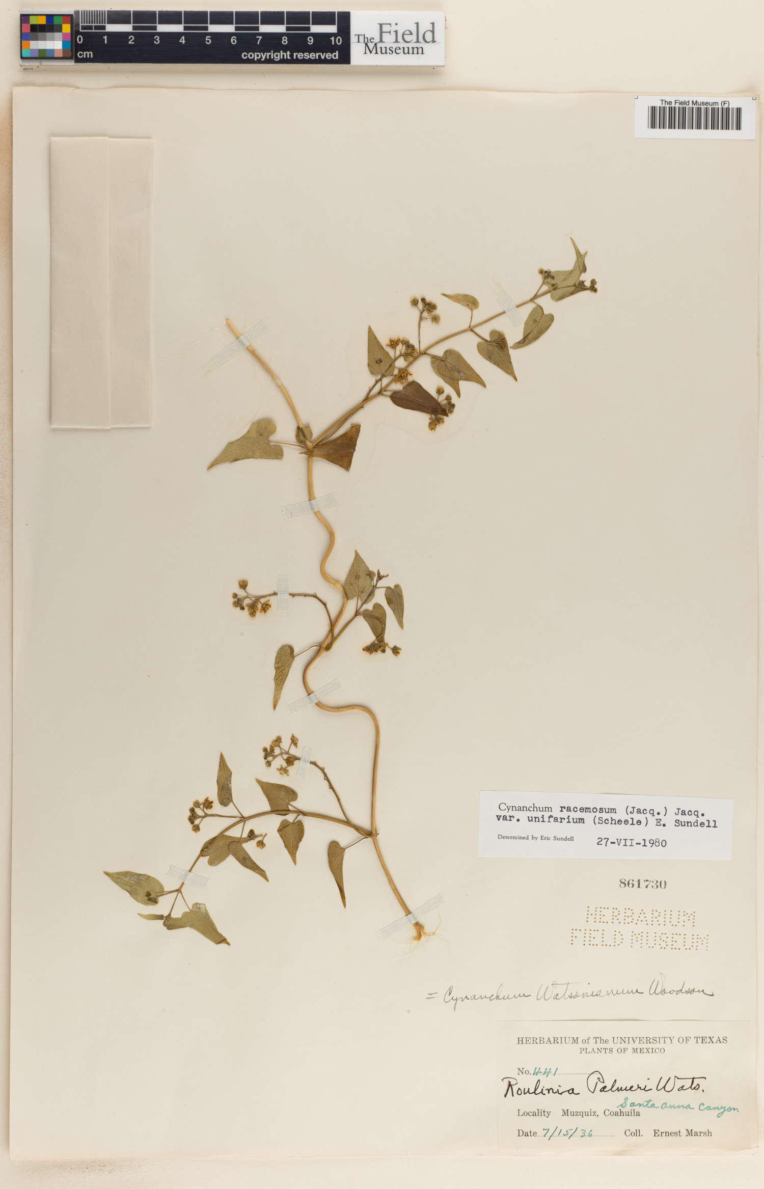 Cynanchum racemosum var. unifarium image