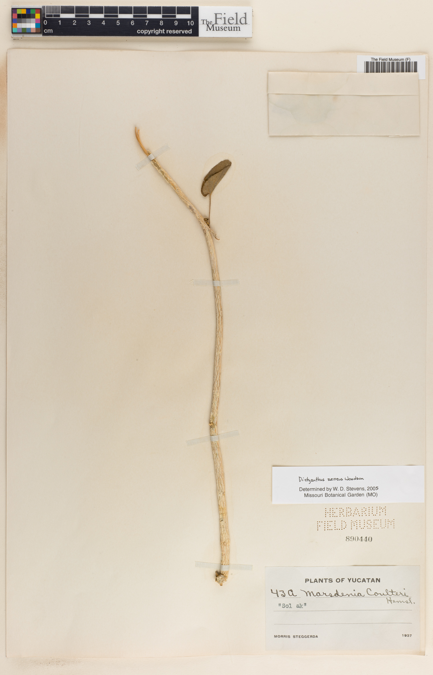 Dictyanthus aeneus image