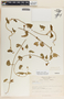Dictyanthus aeneus image