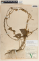 Dictyanthus aeneus image