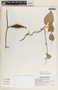 Dictyanthus aeneus image