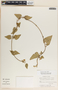 Dictyanthus aeneus image