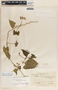 Dictyanthus asper image
