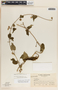 Dictyanthus asper image