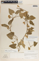 Dictyanthus asper image