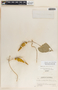 Dictyanthus asper image