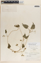 Dictyanthus asper image
