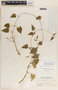 Dictyanthus asper image