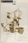 Dictyanthus asper image