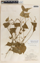 Dictyanthus asper image
