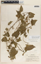 Dictyanthus asper image