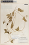 Dictyanthus asper image