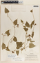 Dictyanthus asper image