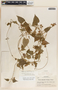 Dictyanthus asper image