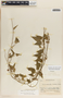 Dictyanthus asper image
