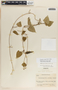 Dictyanthus asper image