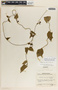 Dictyanthus asper image