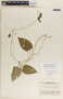 Dictyanthus asper image
