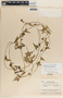 Dictyanthus asper image