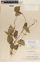 Dictyanthus asper image