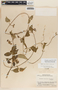 Dictyanthus asper image
