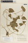 Dictyanthus asper image