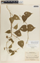 Dictyanthus asper image