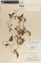 Dictyanthus asper image