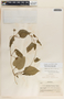 Dictyanthus asper image