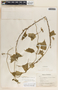 Dictyanthus asper image