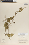 Dictyanthus asper image