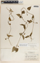 Dictyanthus asper image