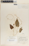 Dictyanthus asper image