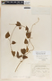 Dictyanthus asper image