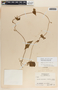 Dictyanthus asper image