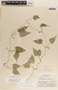 Dictyanthus asper image