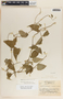 Dictyanthus asper image