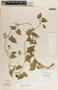 Dictyanthus asper image