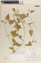 Dictyanthus asper image